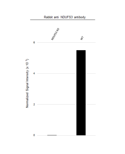 Anti NDUFS3 Antibody (PrecisionAb Polyclonal Antibody) gallery image 3