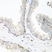 Anti NEDD4 Antibody thumbnail image 2