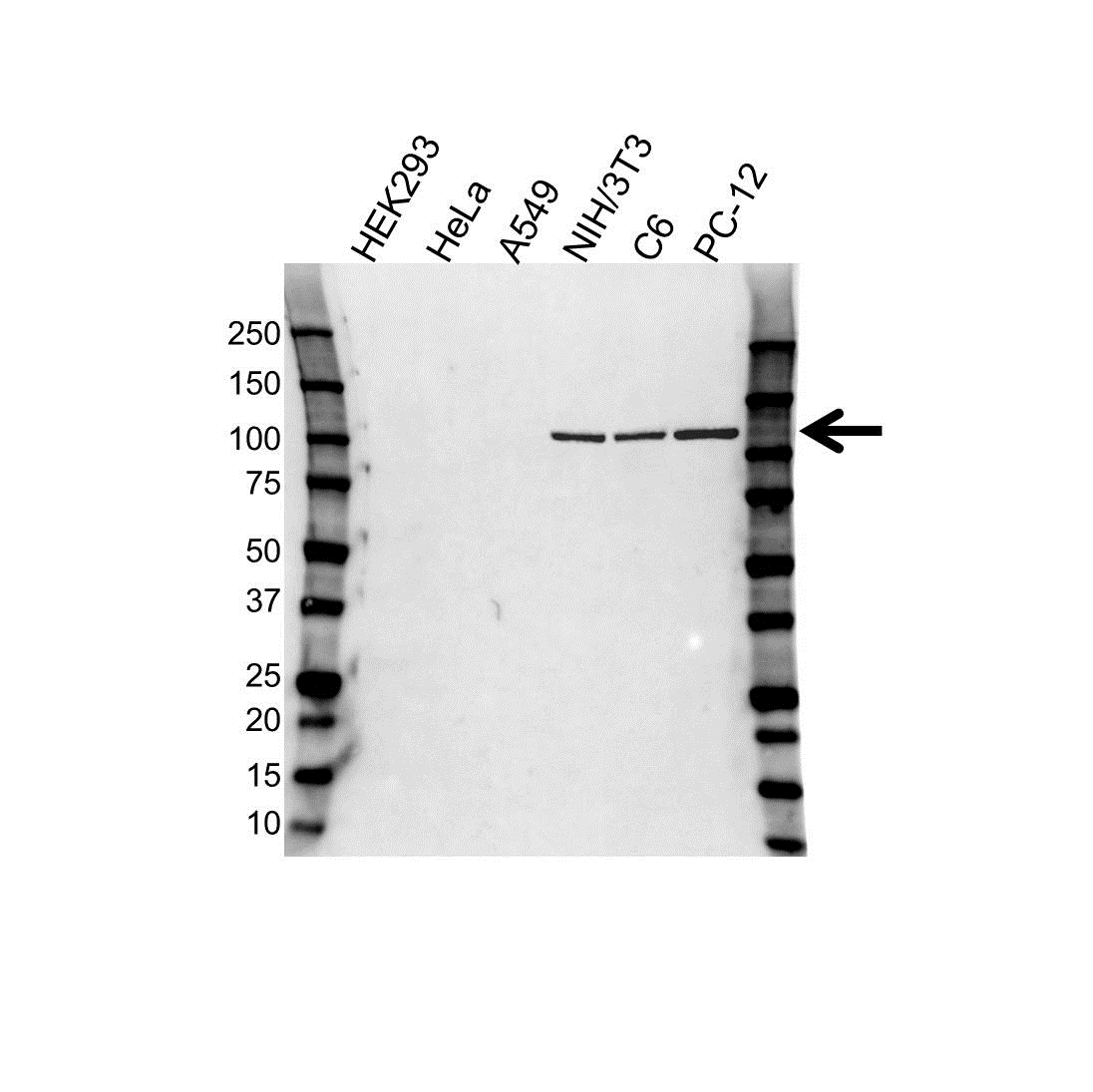 Anti NEDD4 Antibody (PrecisionAb Polyclonal Antibody) gallery image 1