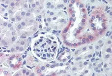 Anti Human Nestin Antibody gallery image 1