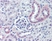 Anti Human Nestin Antibody thumbnail image 1