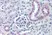 Anti Human Nestin Antibody thumbnail image 1