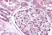 Anti Human Nestin Antibody thumbnail image 2