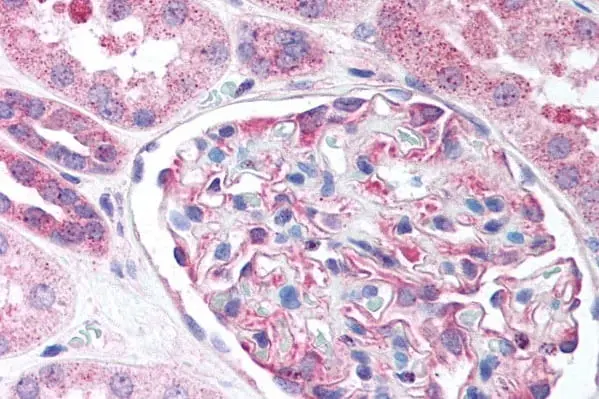 Anti Human Nestin Antibody gallery image 2