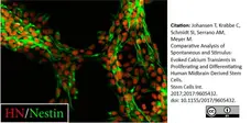 Anti Human Nestin Antibody gallery image 3