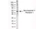 Anti Human Neuropeptide Y Receptor 1 Antibody thumbnail image 1