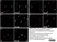 Anti Human Neuropeptide Y Receptor 1 Antibody thumbnail image 2