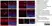 Anti Human Neuropeptide Y Receptor 1 Antibody thumbnail image 3