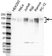 Anti NFAT4 Antibody (PrecisionAb Polyclonal Antibody) thumbnail image 1