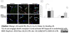 Anti NFkB p65 Antibody gallery image 3