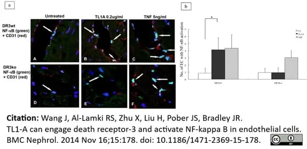 Anti NFkB p65 Antibody gallery image 3