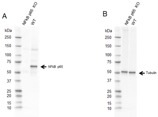 Anti NFkB p65 Antibody (PrecisionAb Polyclonal Antibody) thumbnail image 3
