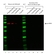 Anti NFkB p65 Antibody (PrecisionAb Polyclonal Antibody) thumbnail image 6