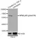 Anti NFkB p65 (pSer276) Antibody thumbnail image 1