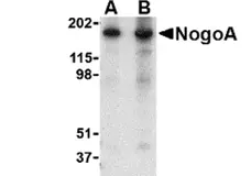 Anti Human NogoA (N-Terminal) Antibody gallery image 1