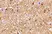 Anti Human NogoA (N-Terminal) Antibody thumbnail image 2