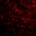 Anti Human NogoA (N-Terminal) Antibody thumbnail image 3