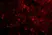 Anti Human NogoA (N-Terminal) Antibody thumbnail image 3