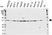 Anti NPM Antibody (PrecisionAb Polyclonal Antibody) thumbnail image 1
