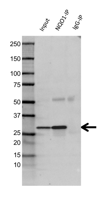 Anti NQO1 Antibody (PrecisionAb Polyclonal Antibody) gallery image 2