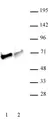 Anti Human NRF1 Antibody thumbnail image 1