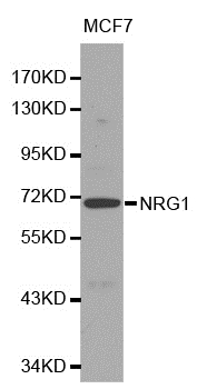 NRG1 Antibody|AHP2503
