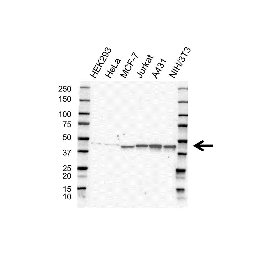 Anti NSFL1C Antibody (PrecisionAb Polyclonal Antibody) gallery image 1