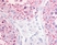 Anti Human OGR1 (N-Terminal) Antibody thumbnail image 1