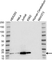 Anti OP18 Antibody (PrecisionAb Polyclonal Antibody) thumbnail image 1