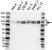 Anti OPA1 Antibody (PrecisionAb Polyclonal Antibody) thumbnail image 1