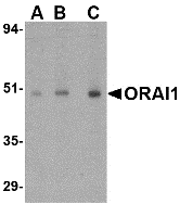 Anti ORAI1 (C-Terminal) Antibody gallery image 1