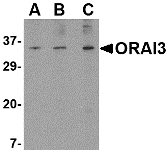 Anti ORAI3 (N-Terminal) Antibody gallery image 1