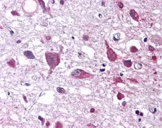 Anti Human Orexin A Antibody gallery image 1