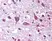 Anti Human Orexin A Antibody thumbnail image 1