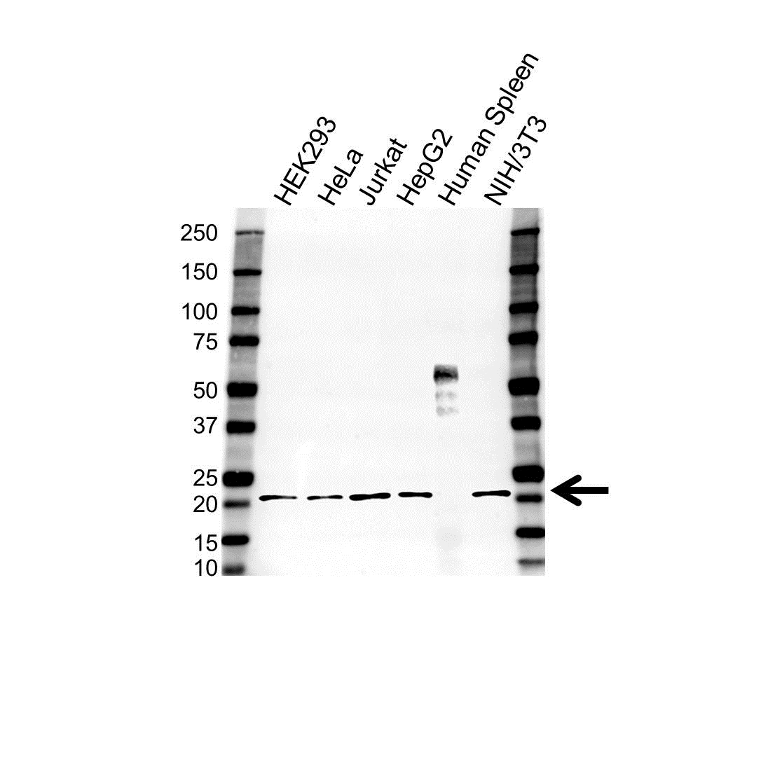 Anti P23 Antibody (PrecisionAb Polyclonal Antibody) gallery image 1