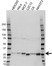 Anti p27/Kip1 Antibody (PrecisionAb Polyclonal Antibody) thumbnail image 1