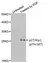 Anti p27/Kip1 (pThr187) Antibody thumbnail image 1