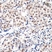 Anti p27/Kip1 (pThr187) Antibody thumbnail image 2