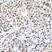 Anti p27/Kip1 (pThr187) Antibody thumbnail image 2