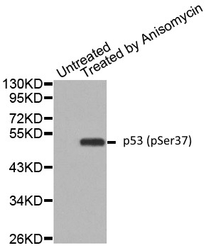 Anti p53 (pSer37) Antibody gallery image 1