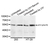 Anti p53 (pSer9) Antibody thumbnail image 1