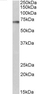 Anti Human p70S6K (C-Terminal) Antibody thumbnail image 3