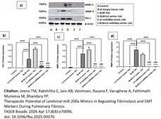 Anti Human PAI-1 Antibody gallery image 2