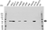 Anti PAK2 Antibody (PrecisionAb Polyclonal Antibody) thumbnail image 1