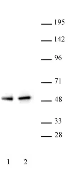 Anti Human PAX5 Antibody gallery image 1