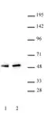Anti Human PAX5 Antibody thumbnail image 1