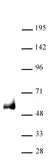 Anti Human PAX6 Antibody thumbnail image 1