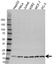 Anti PC4 Antibody (PrecisionAb Polyclonal Antibody) thumbnail image 1