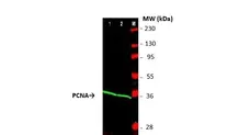 Anti PCNA Antibody gallery image 1