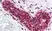 Anti PCNA Antibody thumbnail image 2